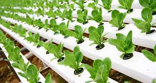 Water For Hydroponic Farmers